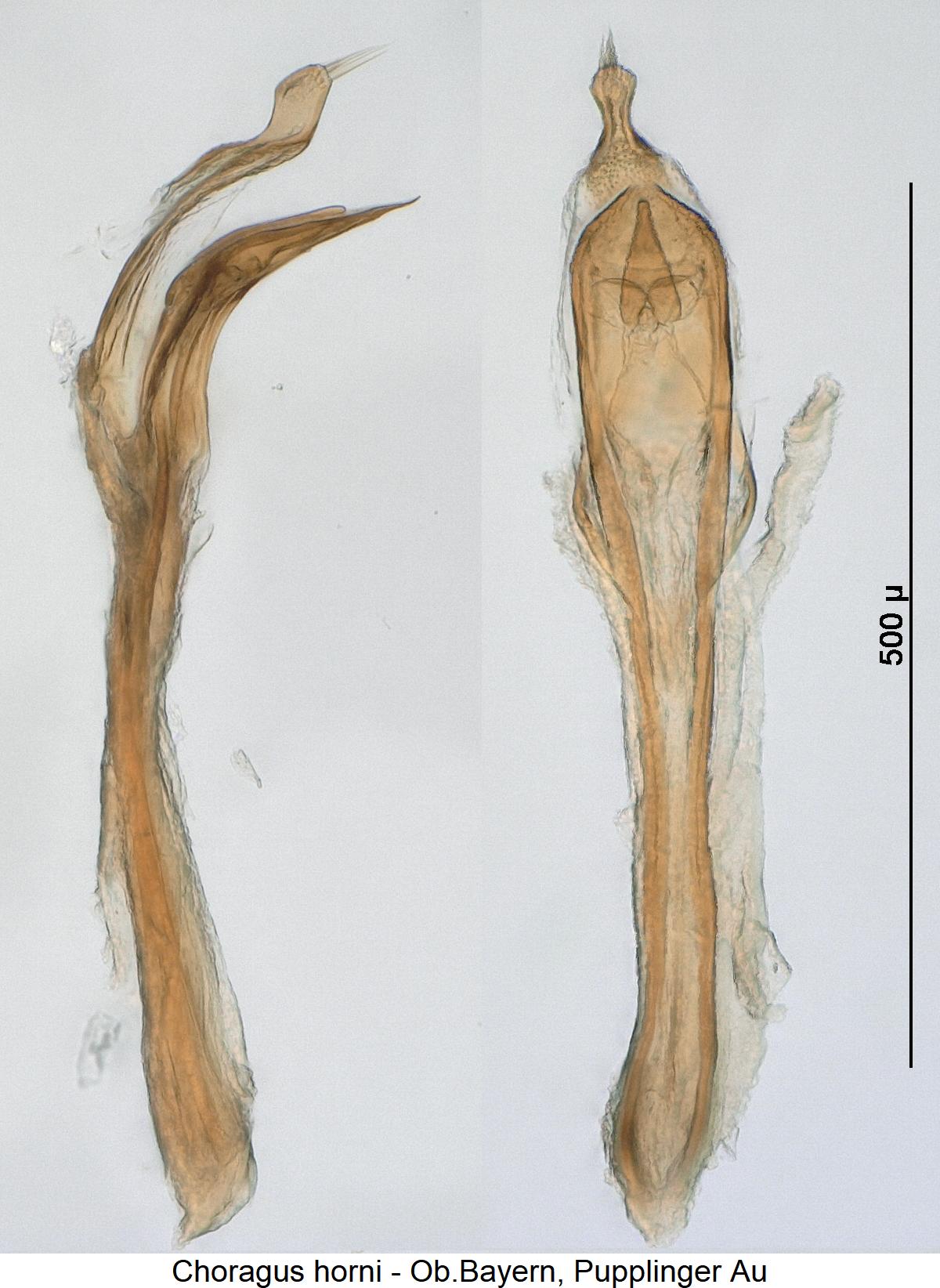 choragus_horni.jpg