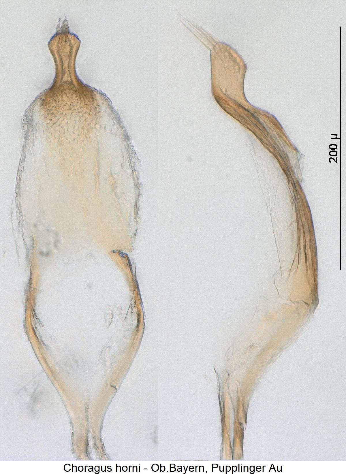 choragus_horni_pm.jpg