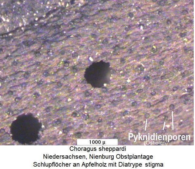 choragus_sheppardi_ni.jpg