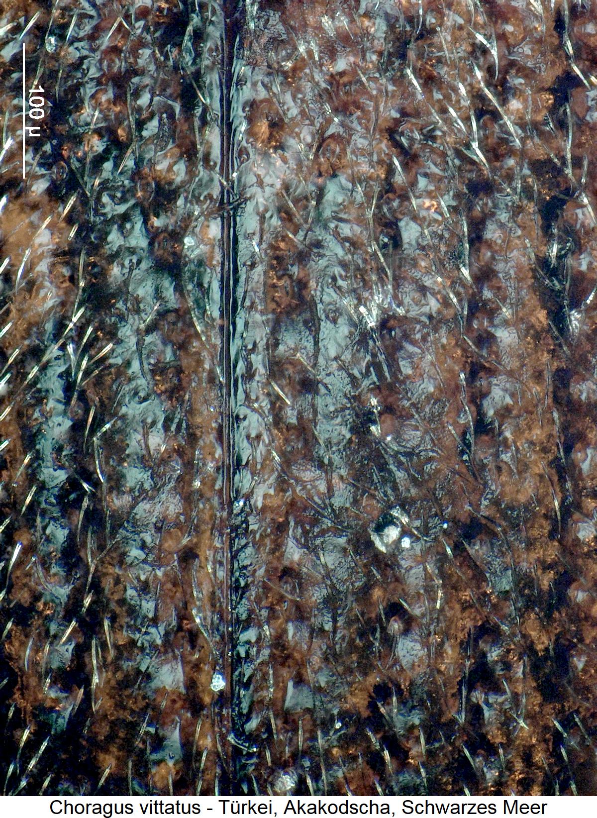 choragus_vittatus_fld.jpg