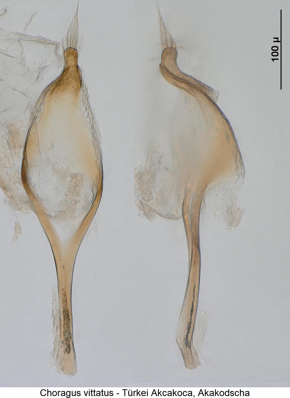 choragus_vittatus_pm.jpg