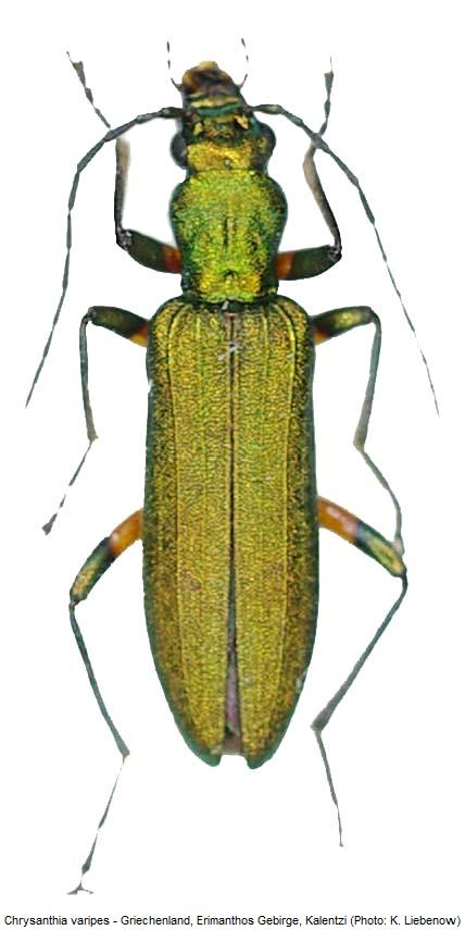chrysanthia_varipes_hab.jpg