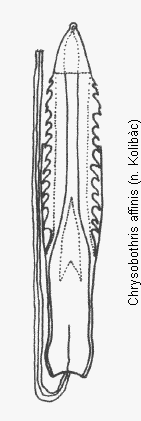 chrysobothris_affinis.gif