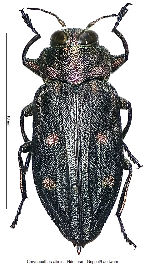 chrysobothris_affinis_hab2.jpg