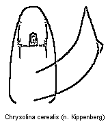chrysolina_cerealis.gif