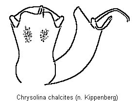 chrysolina_chalcites.gif