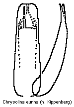 chrysolina_eurina.gif