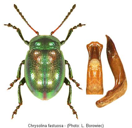 chrysolina_fastuosa.jpg