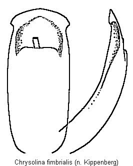 chrysolina_fimbrialis.gif