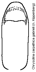 chrysolina_gabrieli.gif