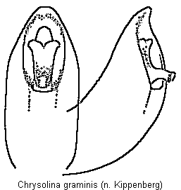 chrysolina_graminis.gif