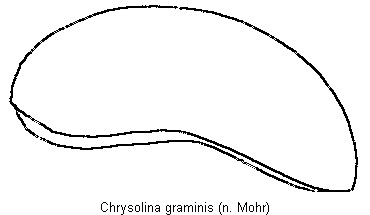 chrysolina_graminis_fld.gif