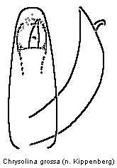 chrysolina_grossa.gif