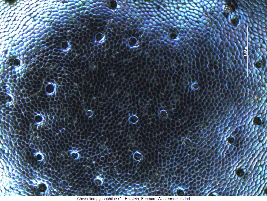 chrysolina_gypsophilae_ms.jpg