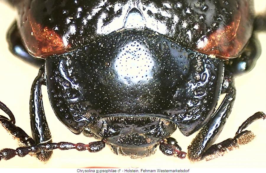 chrysolina_gypsophilae_vk.jpg
