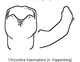 chrysolina_haemoptera.gif