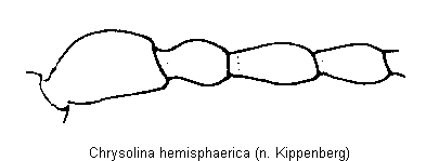 chrysolina_hemisphaerica_f.gif