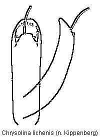 chrysolina_lichenis.gif