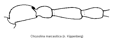 chrysolina_marcasitica_f.gif