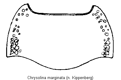 chrysolina_marginata_hsch.gif