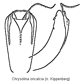 chrysolina_oricalcia.gif