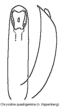 chrysolina_quadrigemina.gif