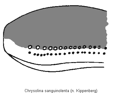 chrysolina_sanguinolenta_fld.gif