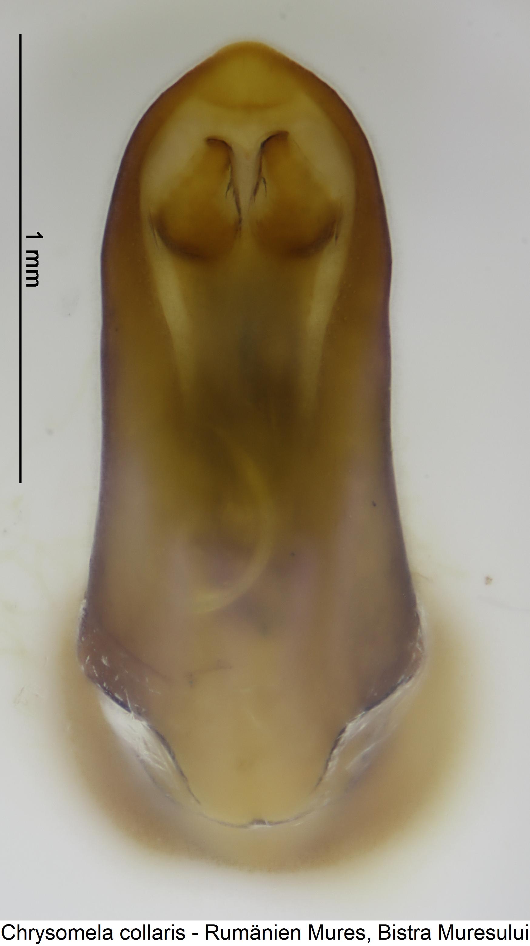 chrysomela_collaris.jpg