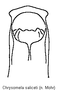 chrysomela_saliceti.gif