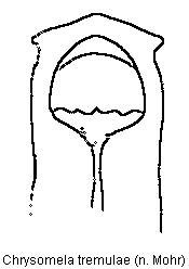 chrysomela_tremulae.gif