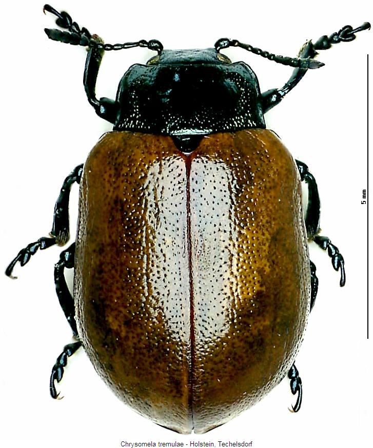 chrysomela_tremulae_hab.jpg