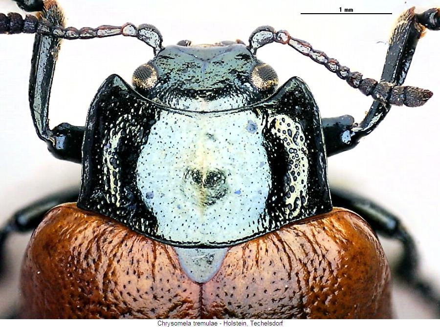 chrysomela_tremulae_vk.jpg