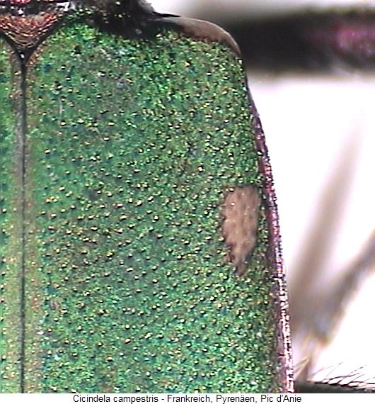 cicindela_campestris_fld.jpg