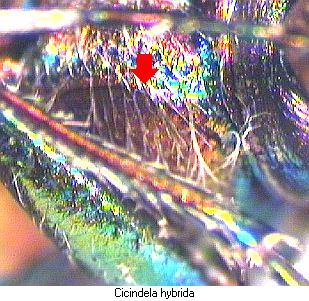 cicindela_hybrida_hsch.jpg