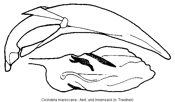 cicindela_maroccana.gif