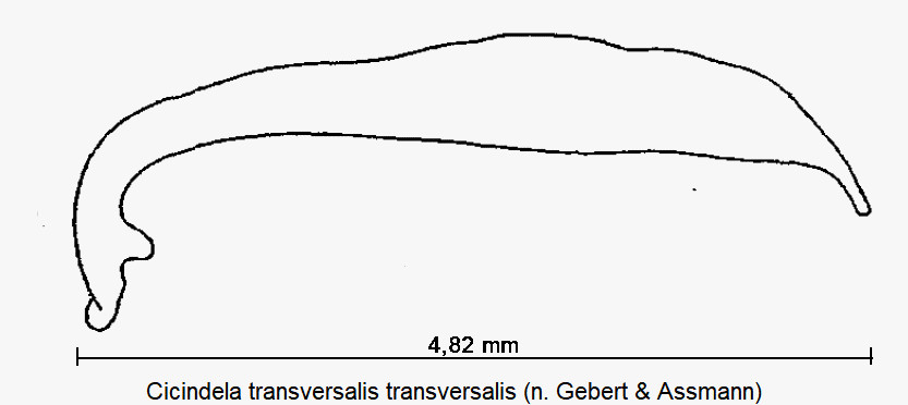 cicindela_transversalis.gif