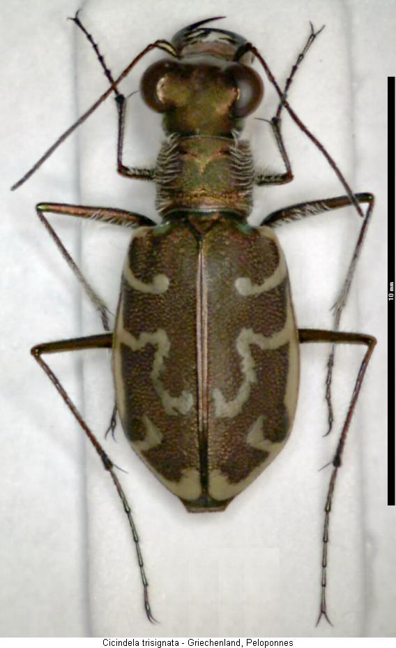 cicindela_trisignata_hab.jpg