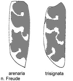 cicindina_fld.jpg