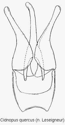 cidnopus_quercus.gif