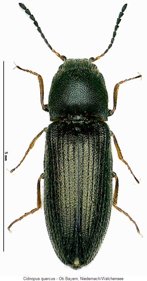 cidnopus_quercus_hab.jpg