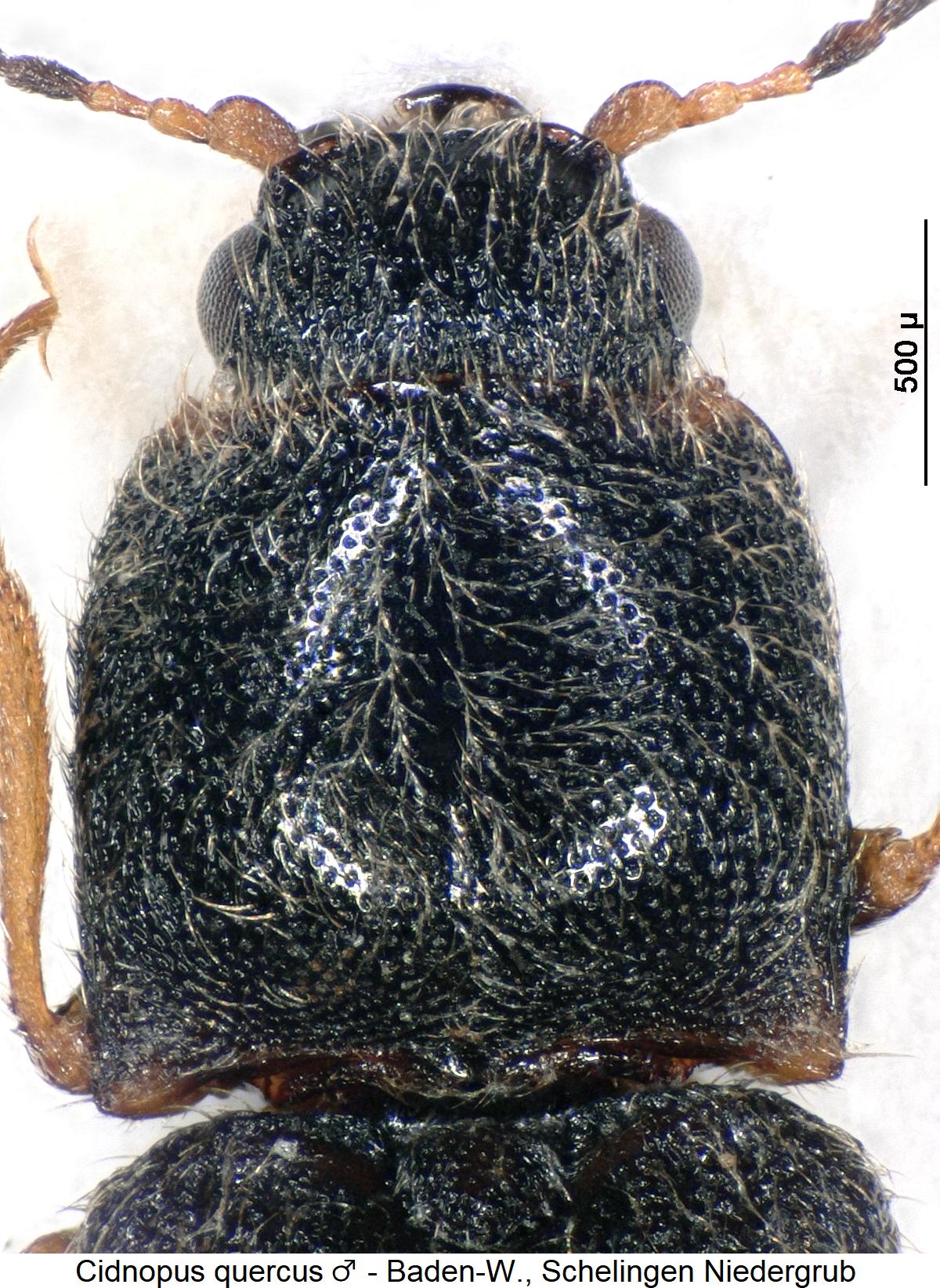 cidnopus_quercus_m_hsch1.jpg