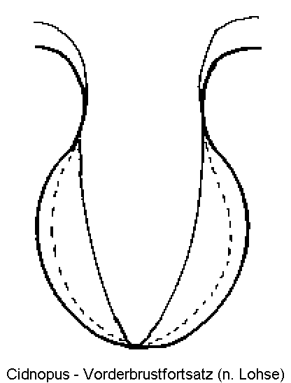cidnopus_vbr.gif