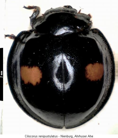 cilocorus_renipustulatus_hab.jpg