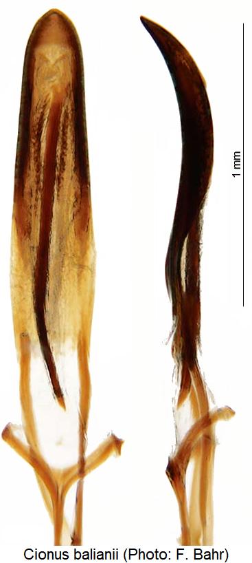 cionus_balianii.jpg