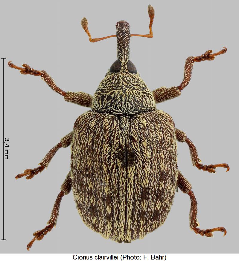 cionus_clairvillei_hab.jpg