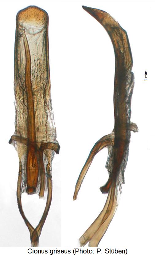 cionus_griseus.jpg