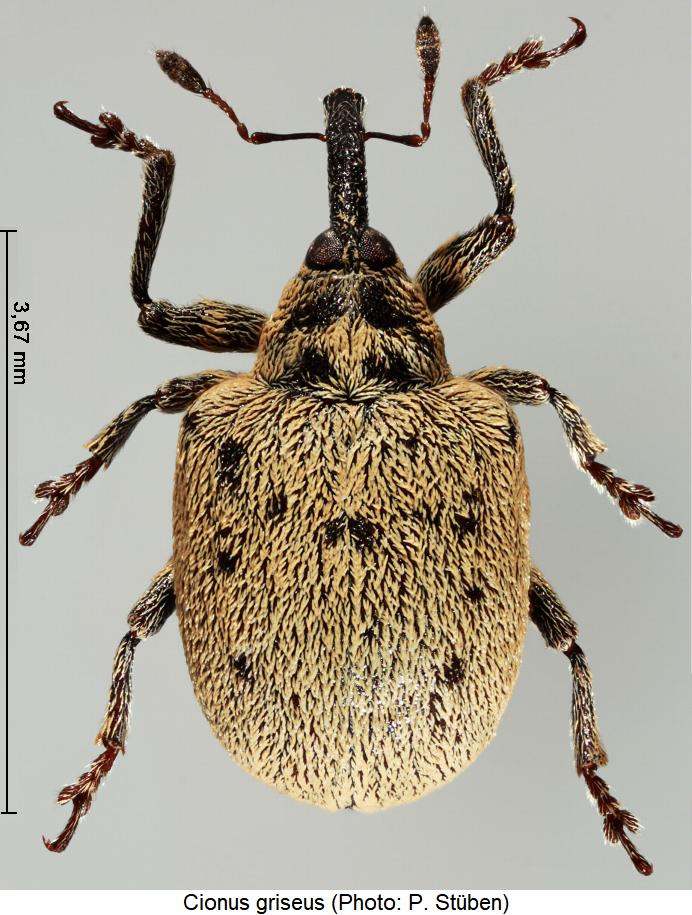 cionus_griseus_hab.jpg