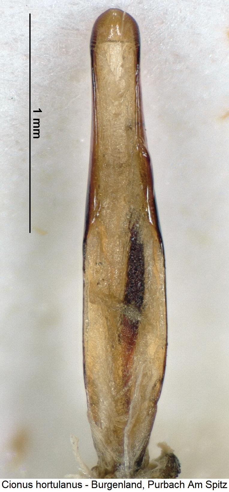 cionus_hortulanus1.jpg