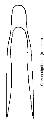 cionus_nigritarsis.gif