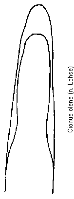 cionus_olens.gif